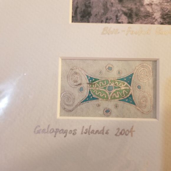 S.J. Staiger signed Blue footed Booby bird photo Galapagos - Picture 5 of 7